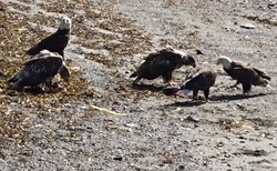 Picture-eagles-alaska-raptor-center