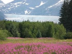 Picture-Mendenhall-glacier-Juneau-Alaska